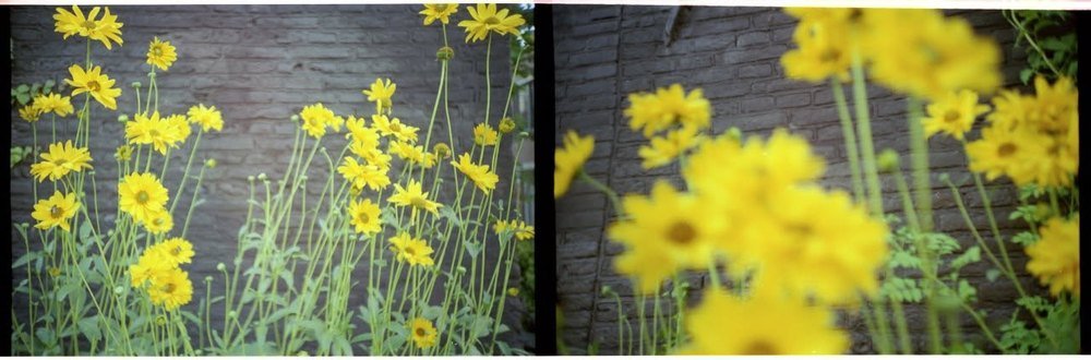 Yellow flowers against a dark brick wall, the same border photographed twice in one frame.