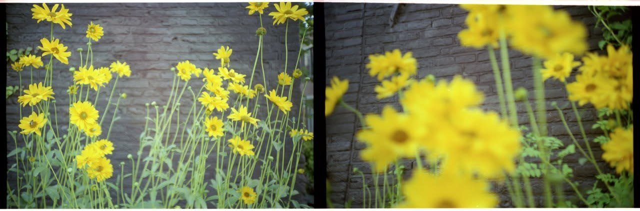 Yellow flowers against a dark brick wall, the same border photographed twice in one frame.